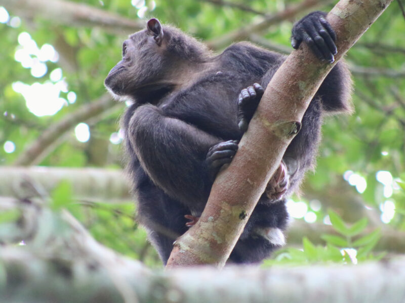 Luxury Uganda Safari Tour