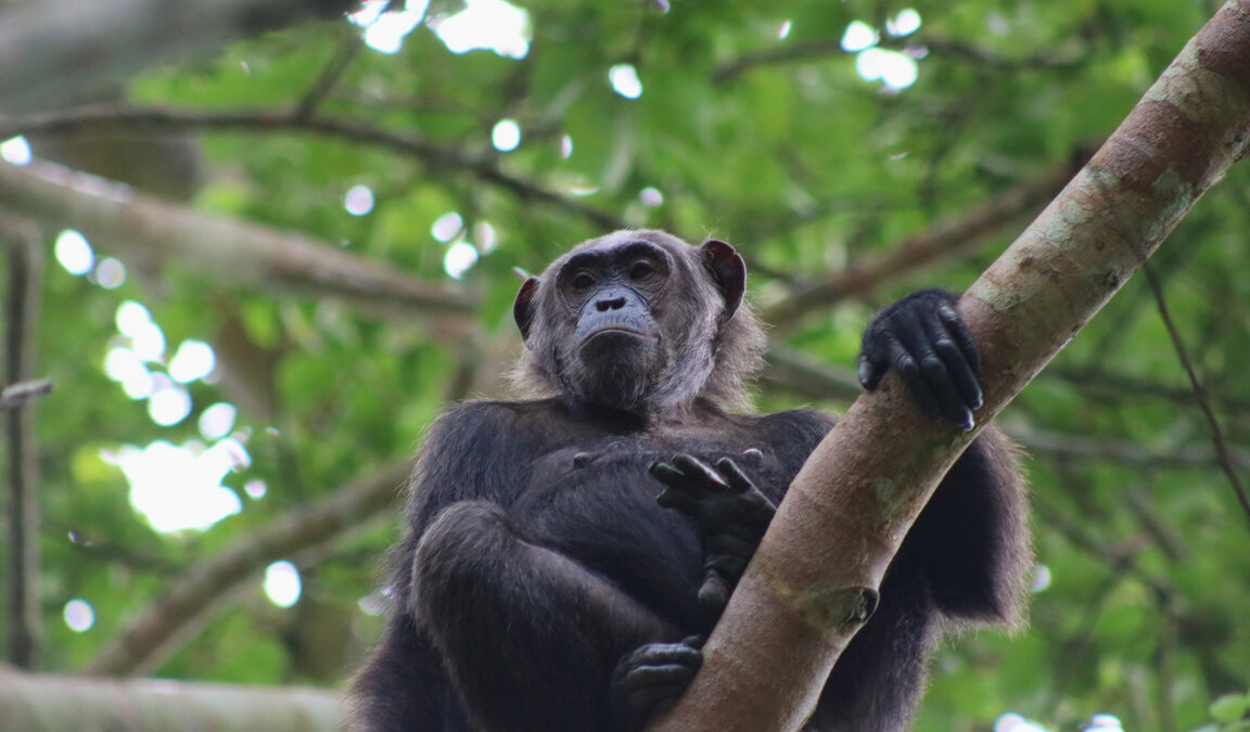 Best Uganda wildlife safari