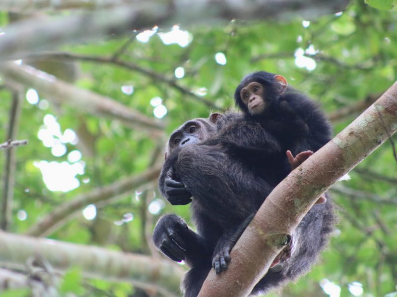 Nyungwe Forest National Park