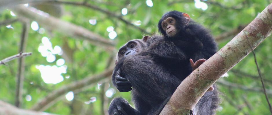 Nyungwe Forest National Park