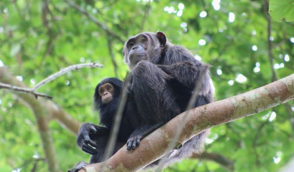 Chimpanzee Trekking Safari Uganda