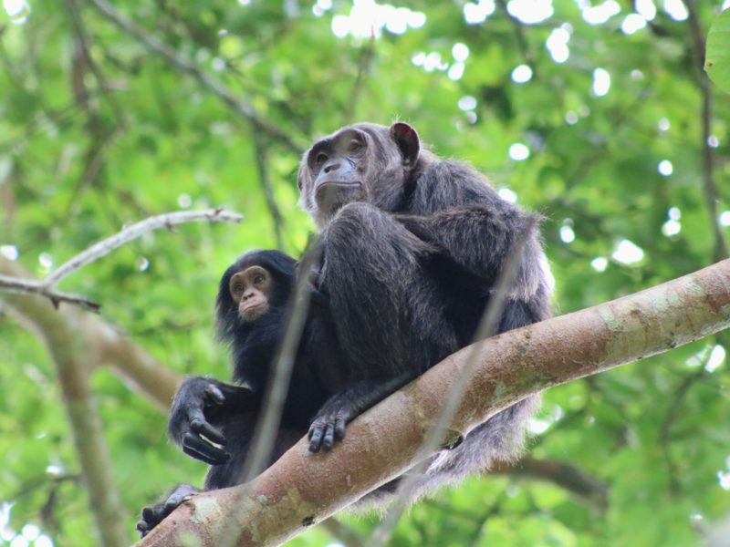 Chimpanzee Trekking Safari Uganda