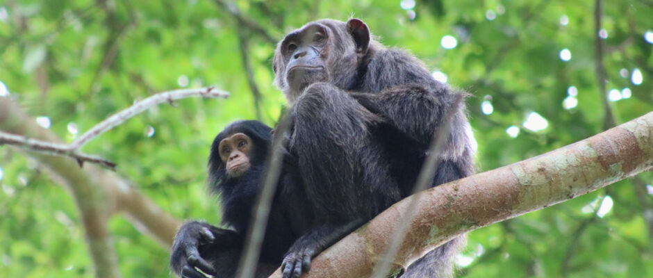 Chimpanzee Trekking Safari Uganda