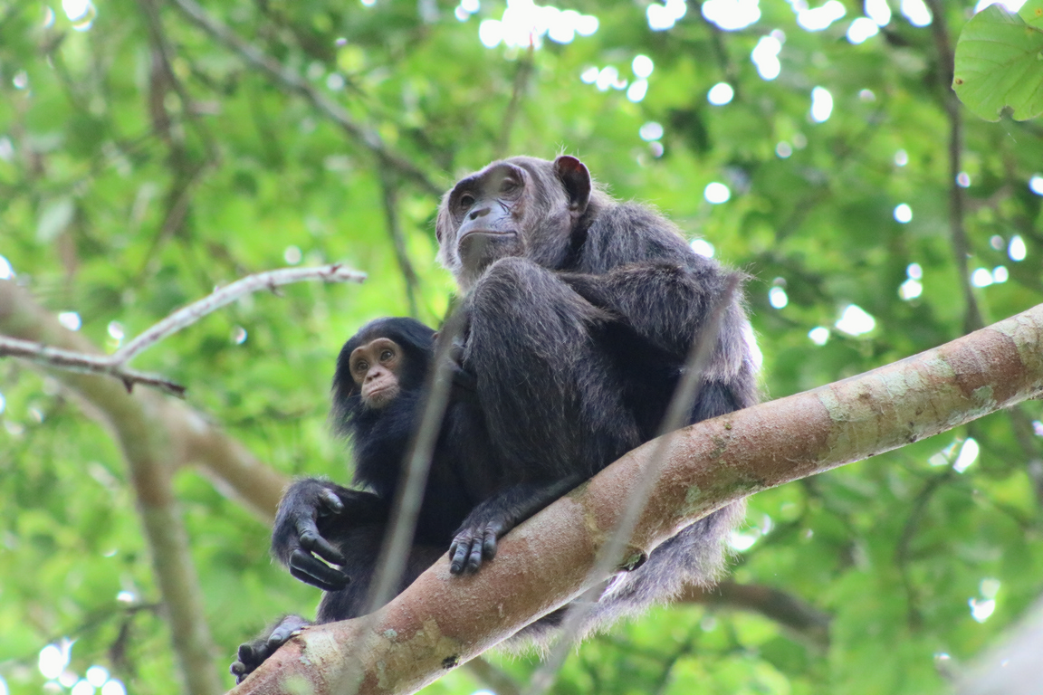 Chimpanzee Trekking Safari Uganda