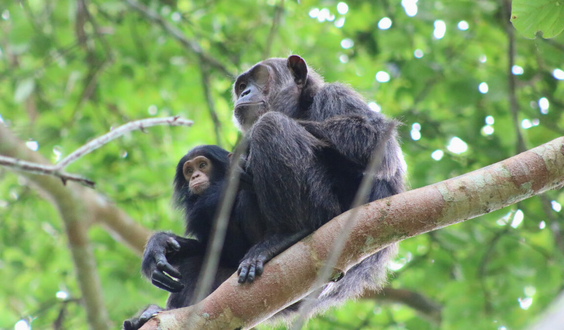 Uganda Chimpanzee Tour