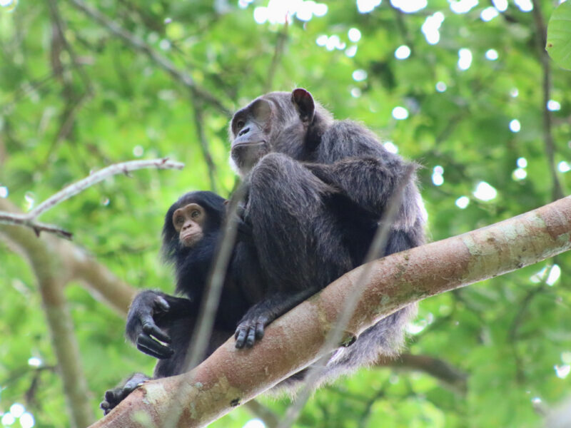 Rwanda Chimpanzee Tour