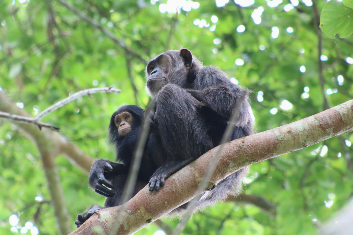 Chimpanzee Tracking in Uganda