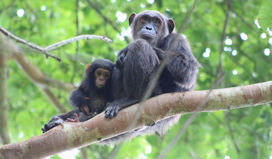 Best of Uganda Safaris
