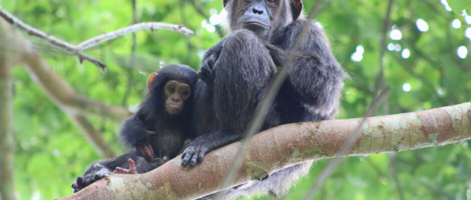 Best of Uganda Safaris