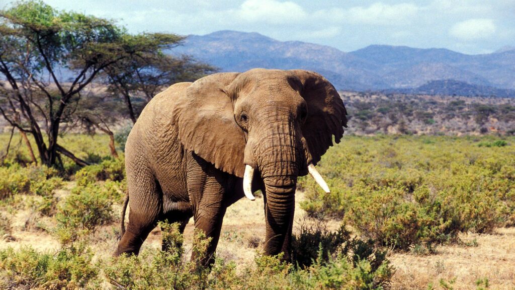 Cheap Wildlife Safari Rwanda
