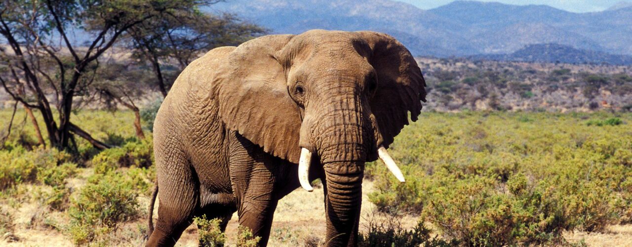 4 Days Kenya Wildlife Safari