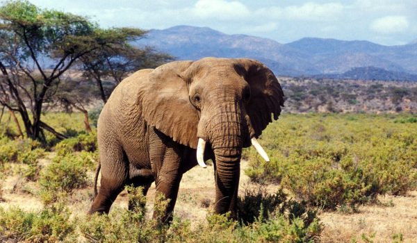 Uganda Wildlife Safaris