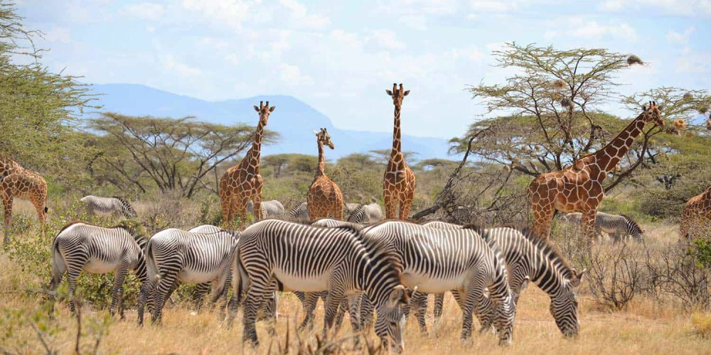 Best Tanzania Wildlife Safari