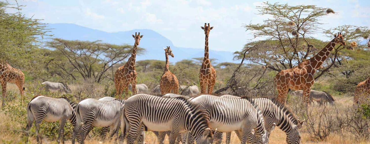 Best Tanzania Wildlife Safari
