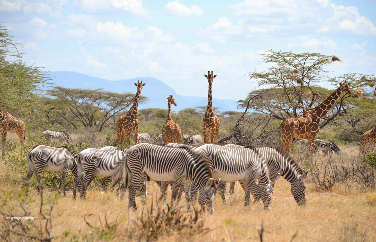 Best Tanzania Wildlife Safari