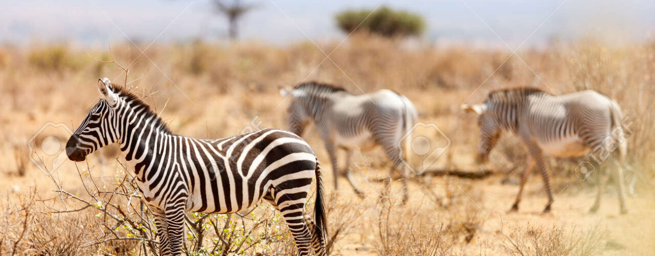 Kenya Safari - Samburu National Reserve