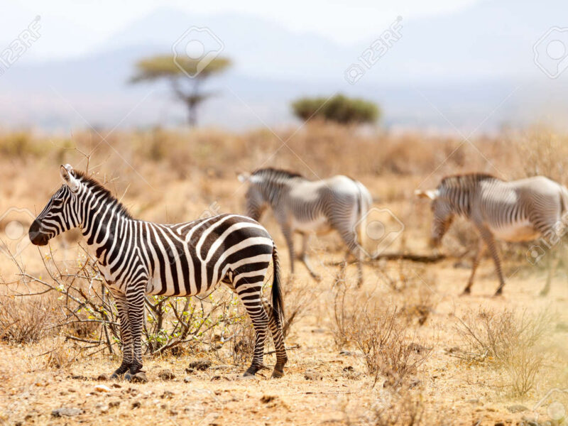 Kenya Safari - Samburu National Reserve