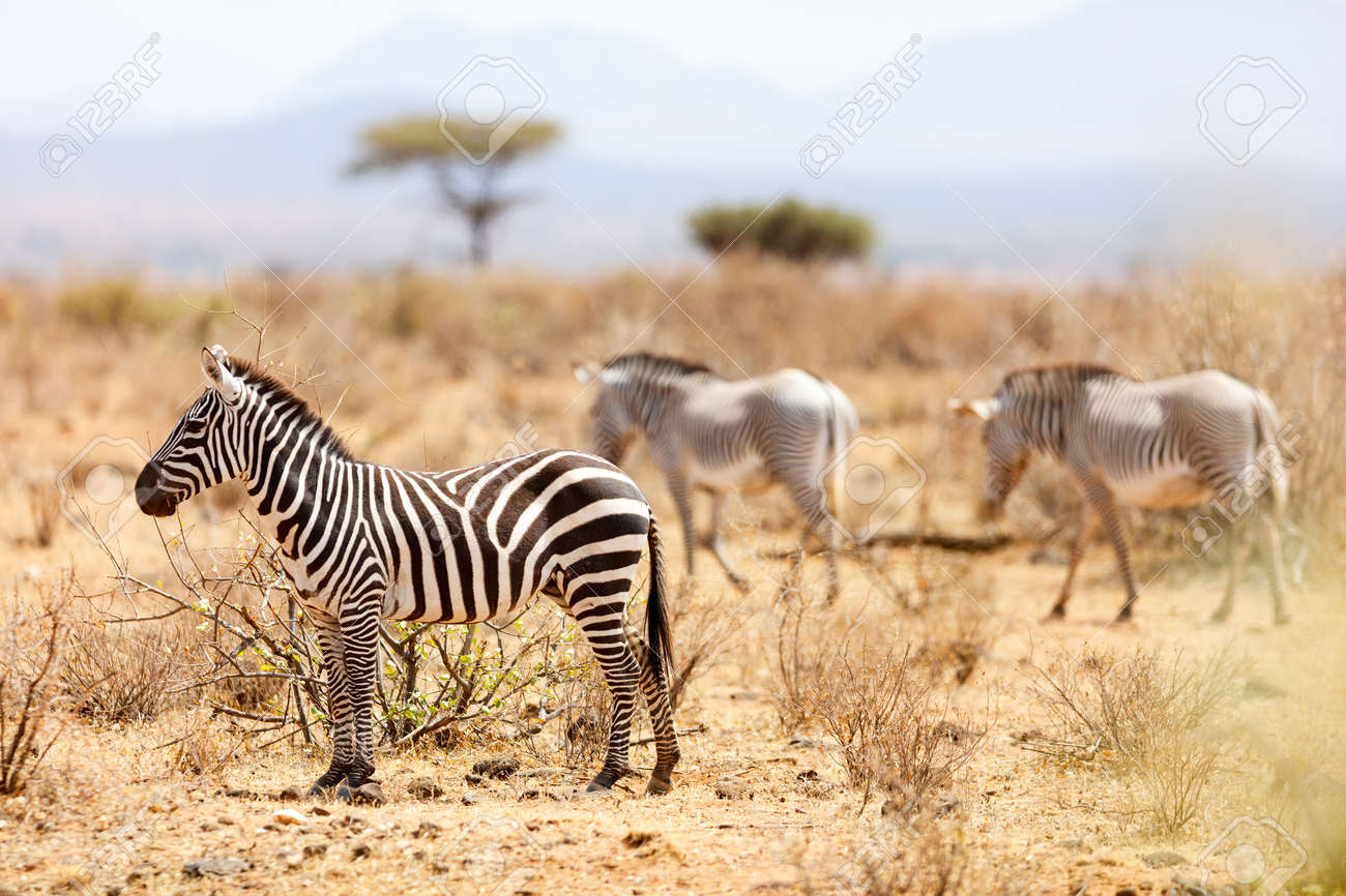 Kenya Safari - Samburu National Reserve