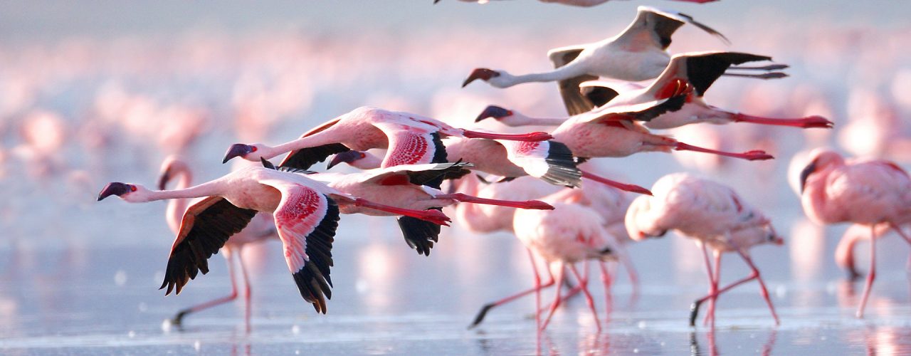 Lake Naivasha Kenya Birding Safaris