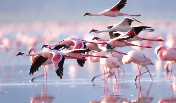 Kenya Birding Safaris