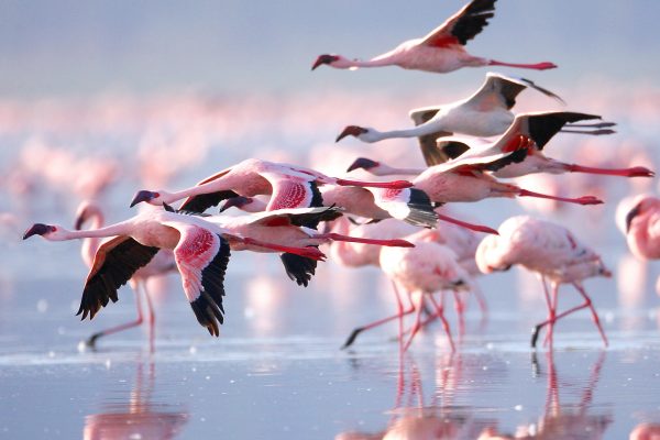 Kenya Birding Safaris