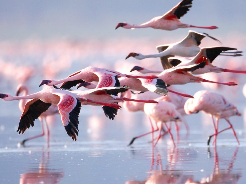 Lake Naivasha Kenya Birding Safaris