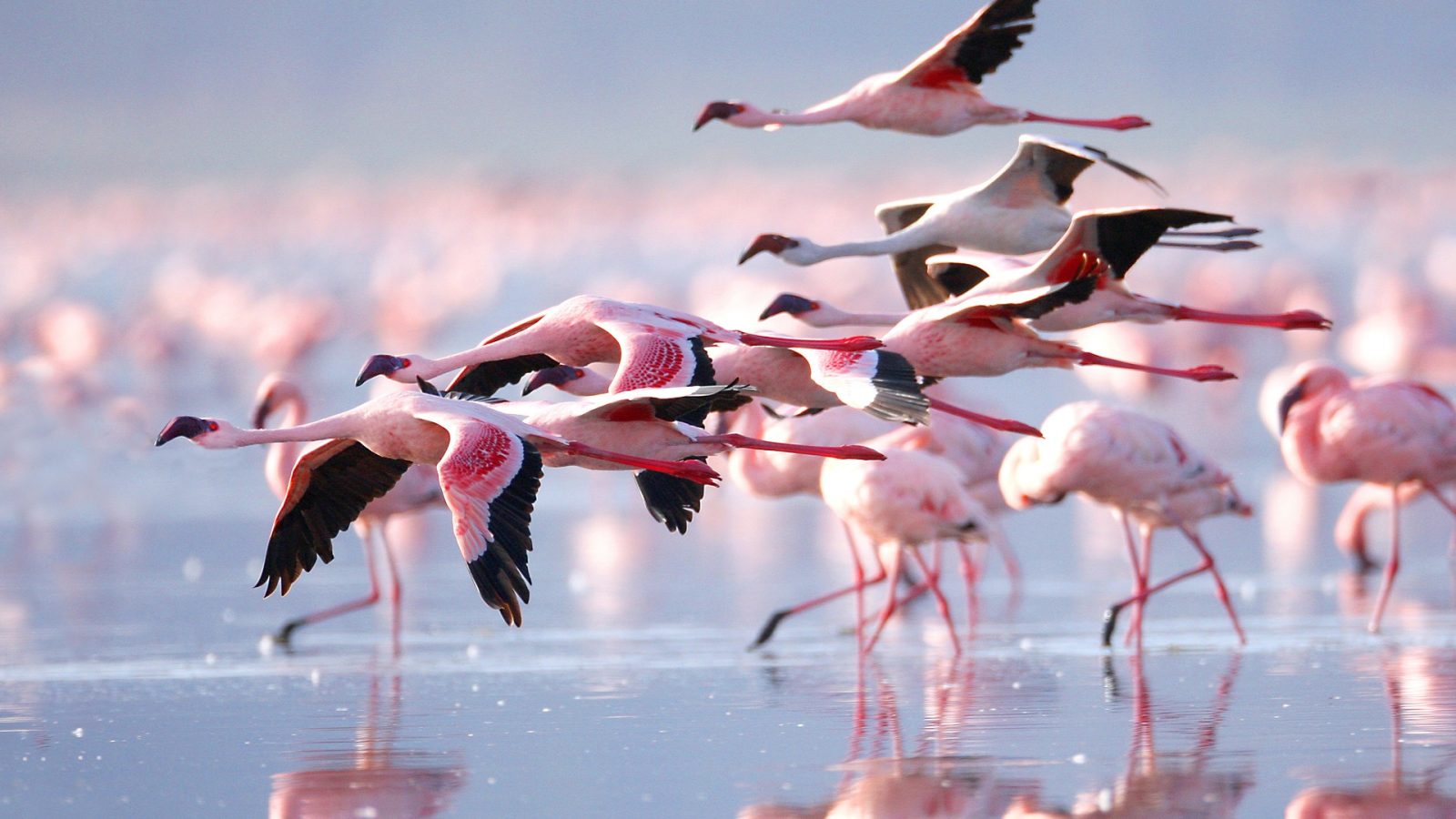 Lake Manyara National Park