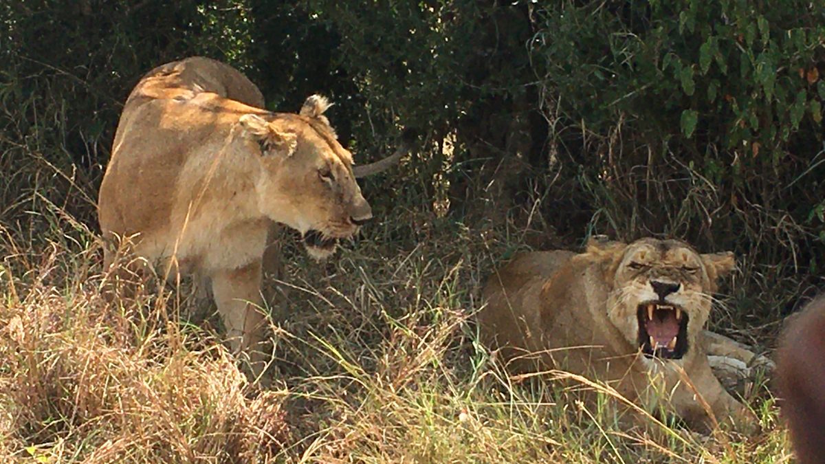 Rwanda Wildlife Safaris