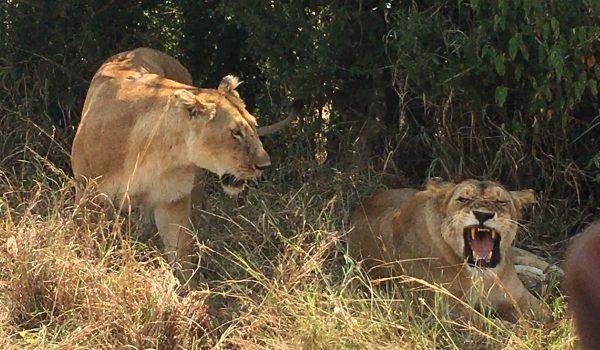 Rwanda Wildlife Safaris
