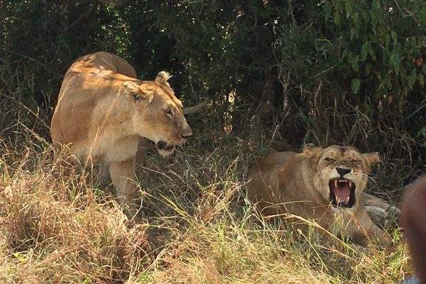 Rwanda Wildlife Safaris