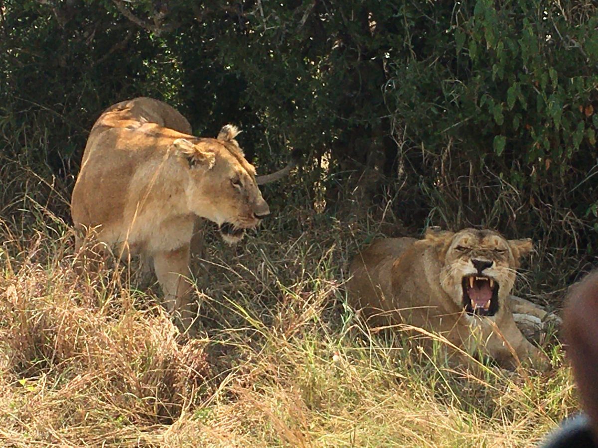 Queen Elizabeth Safari