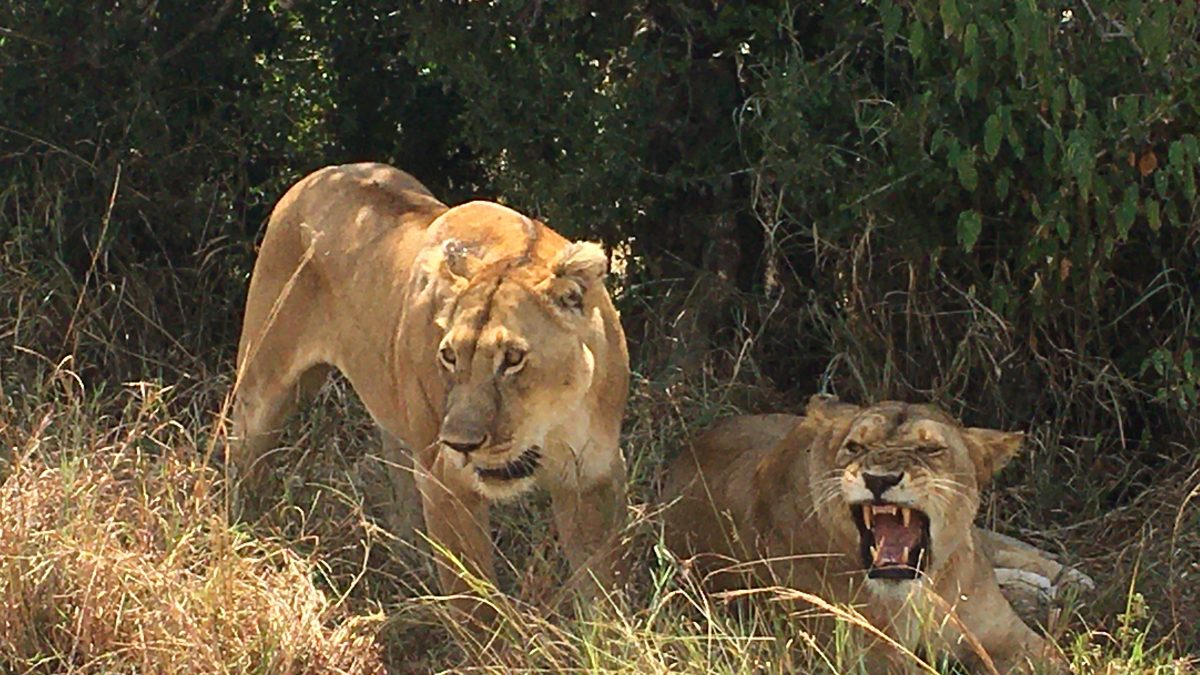 Uganda Wildlife Safari Tours