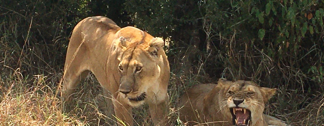 Uganda Wildlife Safari Tours