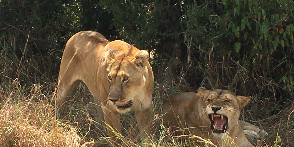Uganda Wildlife Safari Tours