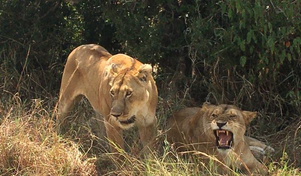 Uganda Wildlife Safari Tours
