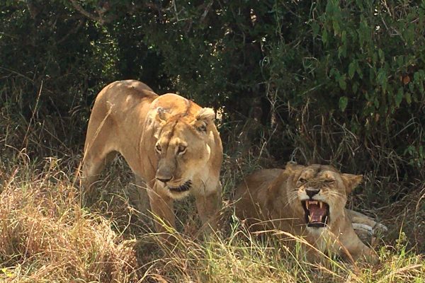 Uganda Wildlife Safari Tours