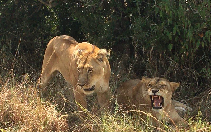 Uganda Wildlife Safari Tours