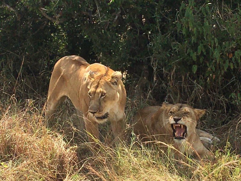 Uganda Wildlife Safari Tours