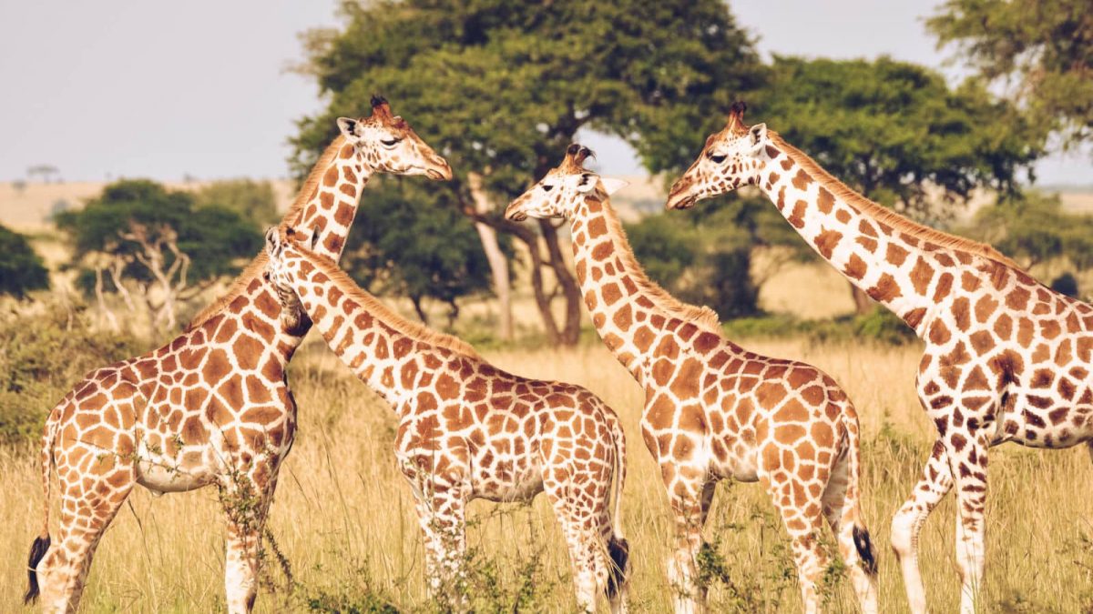 Private Kenya Safari Holiday
