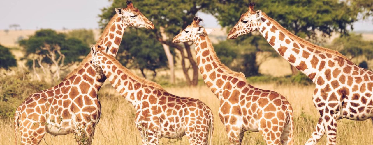 Private Kenya Safari Holiday