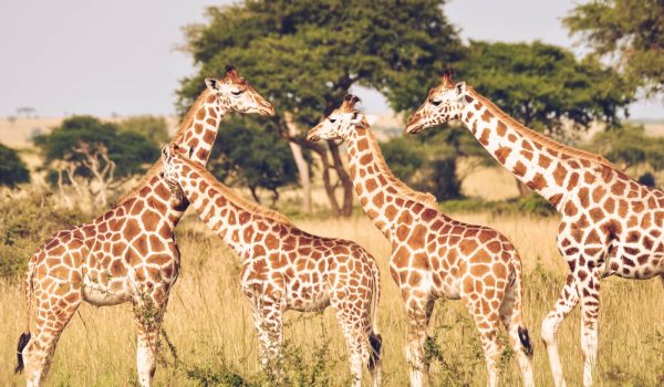 Private Kenya Safari Holiday