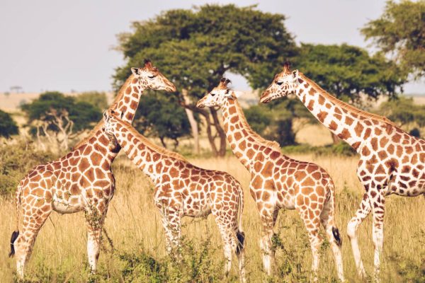 Private Kenya Safari Holiday