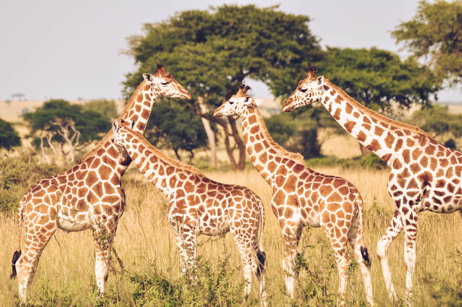 Uganda Safari Holiday