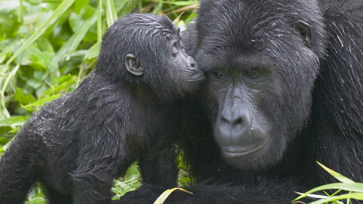 Uganda Tours