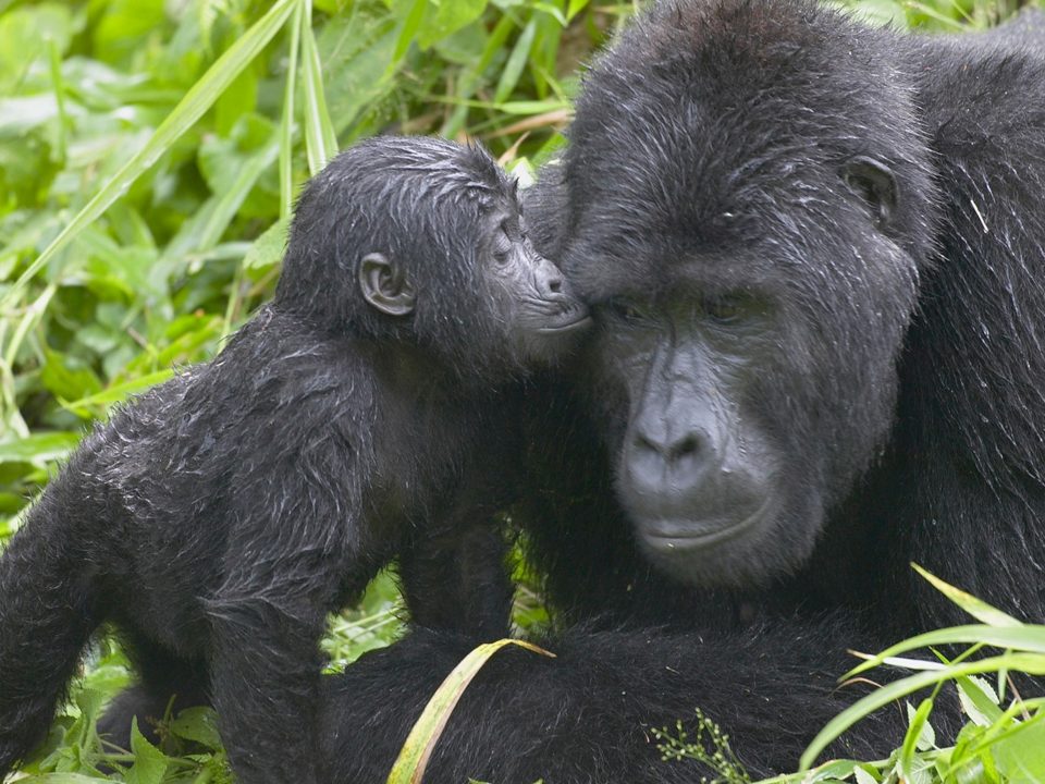 Uganda Tours