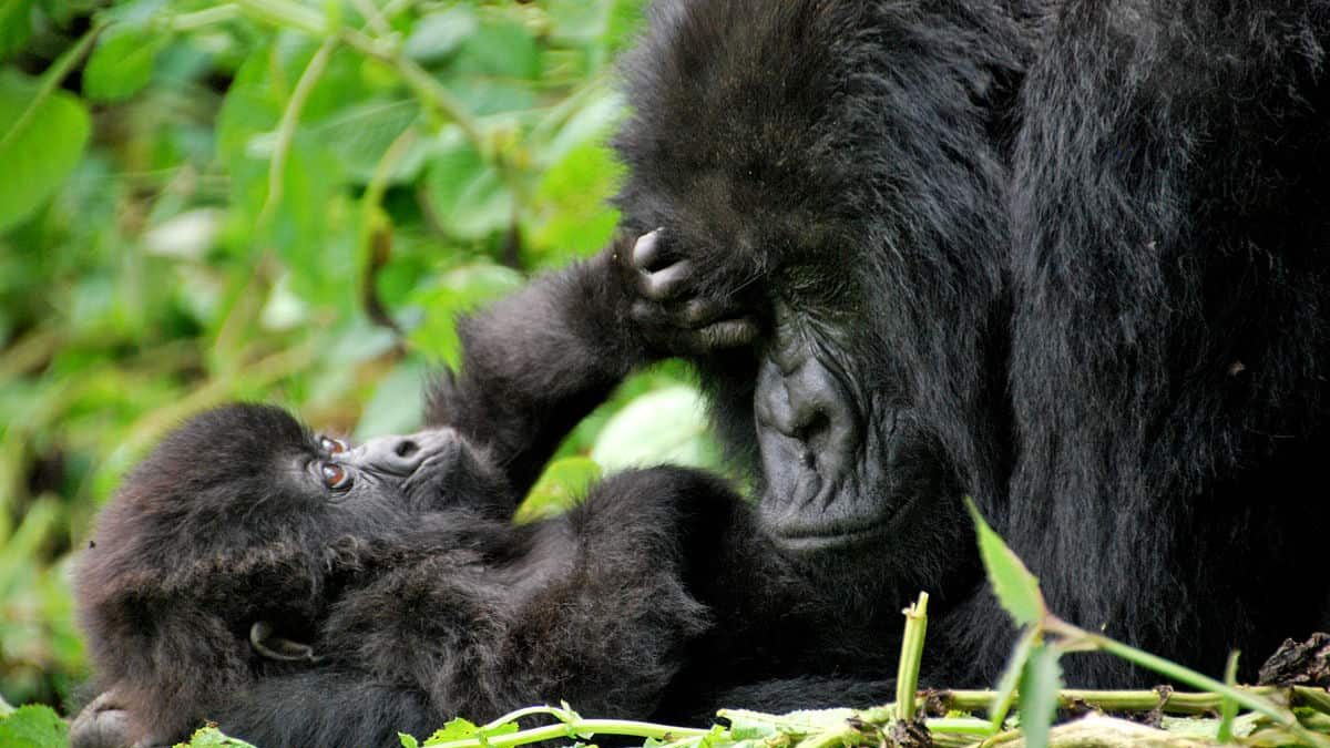 Uganda Gorilla Safaris
