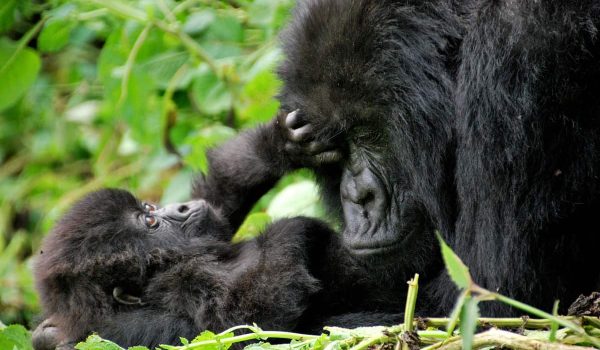 Uganda Gorilla Safaris