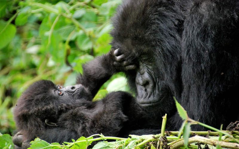 Uganda Gorilla Safaris