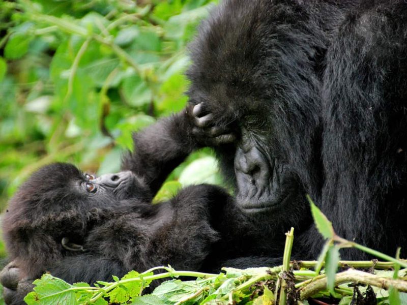 Uganda Gorilla Safaris