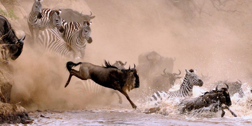 Kenya Wildlife Safaris